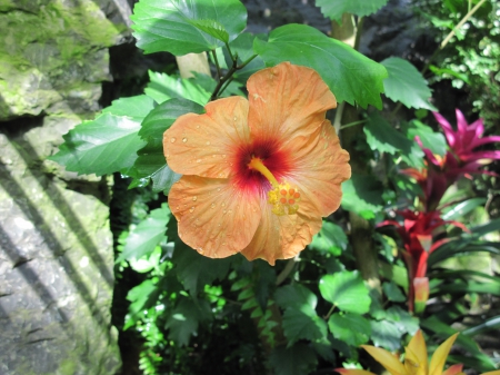 A Flower cannot blossom without Sunshine 05 - Flowers, garden, green, photography, orange, leaf, Hibiscus