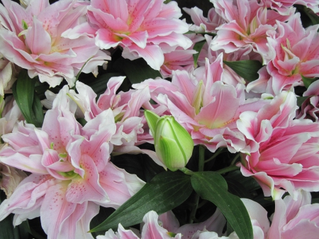 A Flower cannot blossom without Sunshine 08 - Flowers, garden, green, photography, Lily, pink