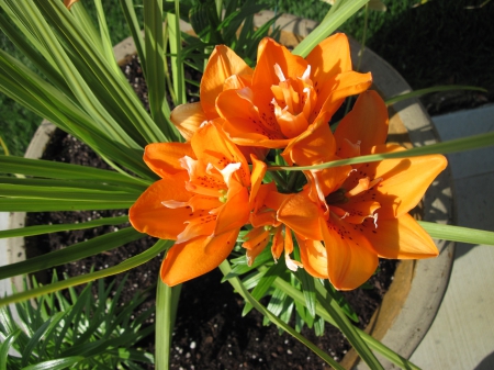 A Flower cannot blossom without Sunshine 09 - garden, green, photography, orange, Flowers Lily