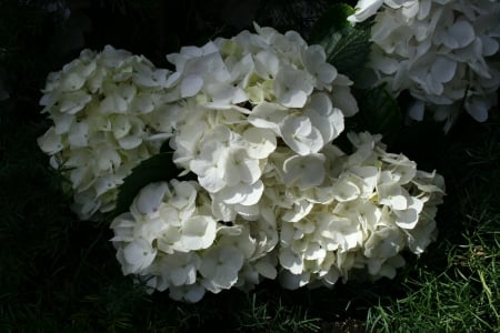 A Flower cannot blossom without Sunshine 15 - Flowers, garden, photography, Hydrangeas, White