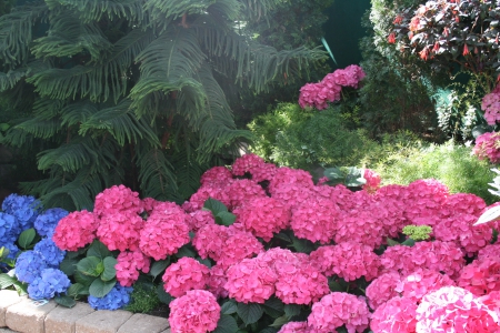 A Flower cannot blossom without Sunshine 16 - Flowers, blue, garden, red, green, photography, Hydrangeas