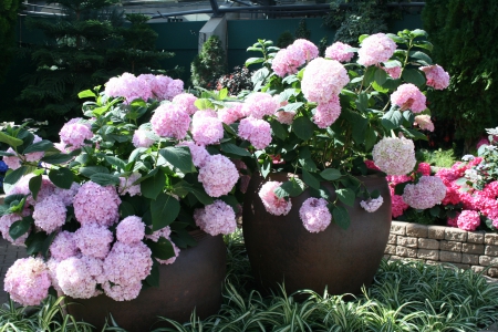 A Flower cannot blossom without Sunshine 17 - pink, photography, green, hydrangeas, flowers