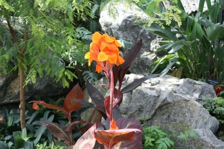 A Flower cannot blossom without Sunshine 18 - Flowers, garden, green, photography, Lily, orange