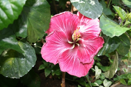 A Flower cannot blossom without Sunshine 19 - hibiscus, red, photography, green, flowers, garden