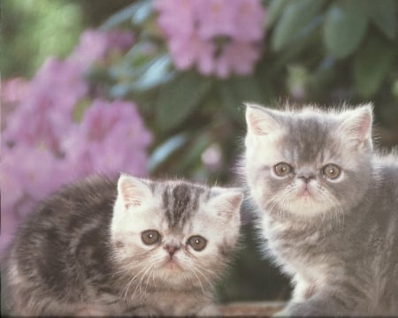 Kittens with flowers - flowers, kitten, cute, paws, twin