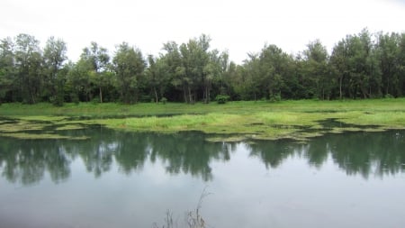 Calm lake - calm, lake, aquatic plants, reflection, tree