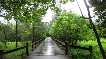 Forest Trail - trail, nature, Forest, tree, raining