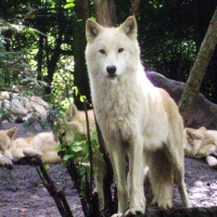 Hudson Bay Wolf
