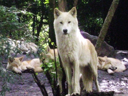 Hudson Bay Wolf - wolves, nature, wolfpack, predator, wilderness