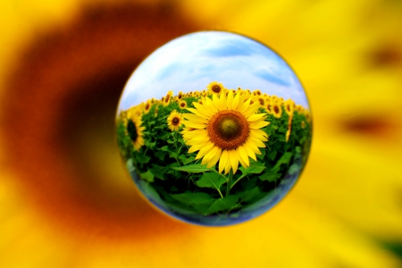 TRAPPED SUN - ball, flower, marble, nature, sunflower