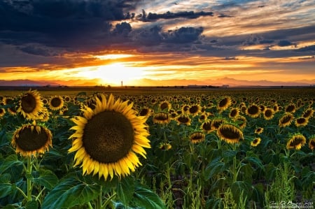 Summer Guardian - nature, sky, field, flowers