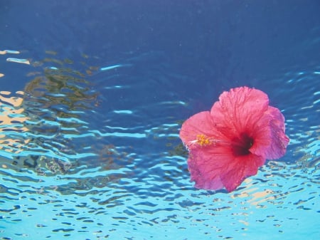 Hibiscus floats on Ocean - water, lagoon, blue, sea, island, hawaii, ocean, flower, islands, tropical, hibiscus, hawaiian, floats