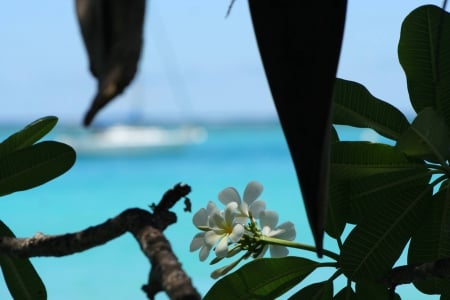 Plumeria overlooking Beach Bora Bora - plumeria, beach, sea, island, ocean, flower, sand, tahiti, islands, tropical, bora bora, palm trees, atoll, exotic, paradise, frangipani