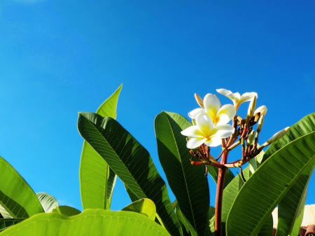 Plumeria and Blue Sky - plumeria, blue, hawaii, plant, tree, flowers, tropical, exotic, hawaiian, frangipani, sky