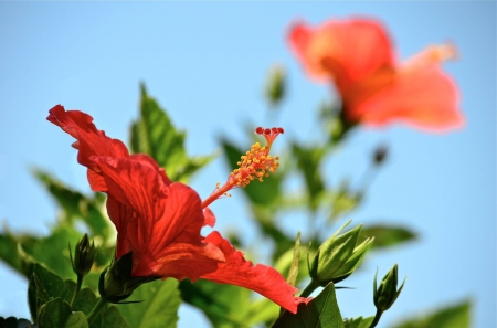 Hibiscus Tropical Flowers against blue Sky - hibiscus, sky, blue, hawaiian, hawaii, tropical, flowers, exotic