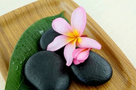 Plumeria on Lava Stones - frangipani, tropical, hawaii, leaf, exotic, lava, pebbles, spa, hawaiian, stones, bamboo, flower, plumeria