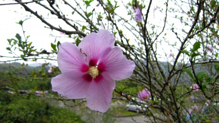 Flower in the rain - pretty, Flower, pink, rain