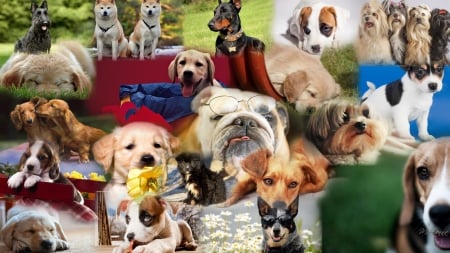 Dog Collage - pets, breeds, canine, collage, pup, puppies, sweet, dogs, friends