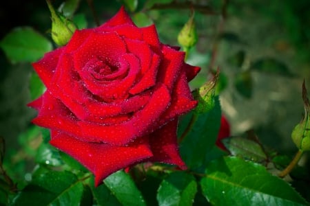 Lovely red rose - nice, buds, water, rose, pretty, petals, single, garden, drops, droplets, wet, park, lovely, nature, lonely, beautiful, red, leaves, flower