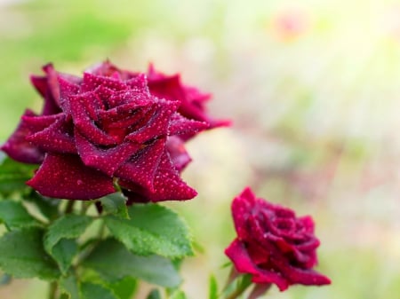 Lovely wet roses - nice, rays, droplets, roses, water, wet, lovely, nature, pretty, red, petals, beautiful, leaves, flowers, garden, drops