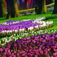 Keukenhof gardens