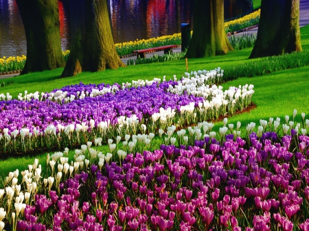 Keukenhof gardens