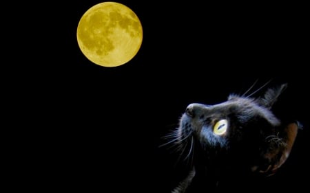 MOON WATCHER - photoshop, moon, watching, cat