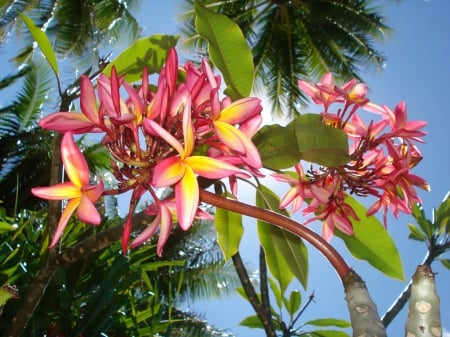 Plumeria by the Beach - beach, paradise, polynesia, bora bora, plant, tree, sand, plumeria, ocean, frangipani, islands, tropical, exotic, island, flowers, sea, tahiti