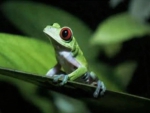 A Frog in a Tree