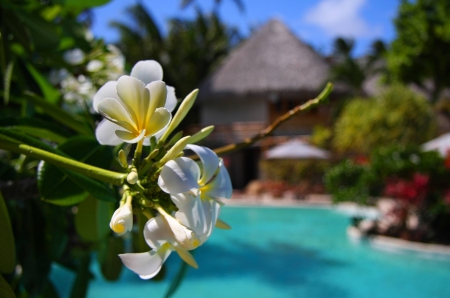 Plumeria by Pool Bora Bora - frangipani, islands, swimming, paradise, tropical, exotic, nature, polynesia, bora bora, beautiful, island, flowers, pool, flower, tahiti, plumeria