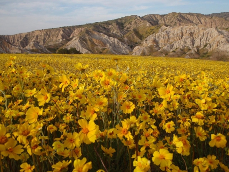 Springtime in Sierra Madre - landscape, blossoms, field, mountains