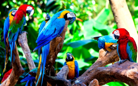 COLORFUL PARROTS - colorful, tropical, group, parrots