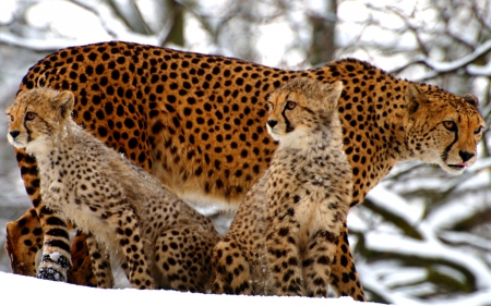 CHEETAHS in SNOW - cheetah, family, cub, snow