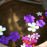 Plumeria floating at a Spa