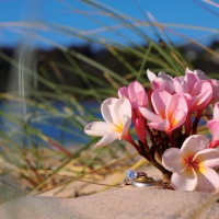 Plumeria and Marriage Rings Beach