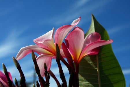 Plumeria against a Blue Summer Sky - sky, frangipani, summer, tropical, hawaii, exotic, blue, leaves, plant, flowers, hawaiian, plumeria