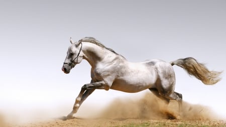 Arabian Horse from England - tail, england, nose, animals, eyes, legs, white, horse, arabian, head