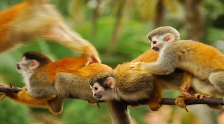 Squirrel Monkey of the Rain Forest of Central and South America - mouth, legs, ears, centralamerica, eyes, forest, primates, arms, tail, monkey, southamerica, squirrel, animals