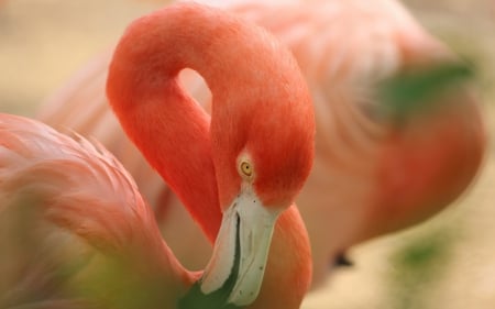 *** Flamingos *** - birds, animal, animals, flamingos