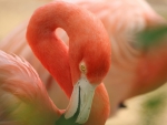 *** Flamingos ***