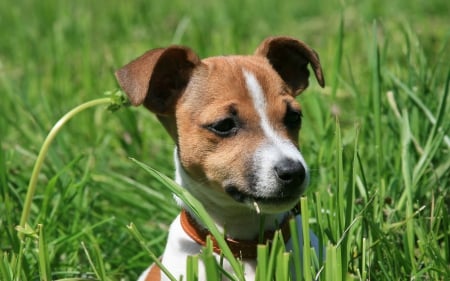 *** Jack russel ***