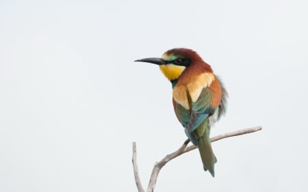 *** Bee-eater *** - animal, animals, bird, birds