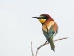 *** Bee-eater ***