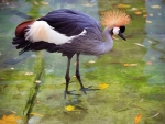 Grey-crowned-crane