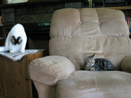 The Calm before the Fight - xcats, funny, animals, furry