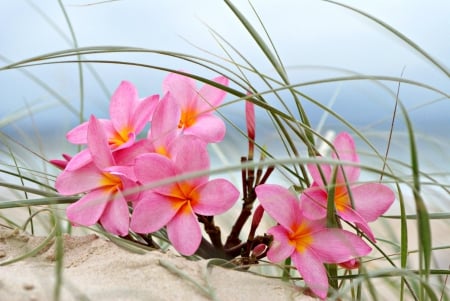 Plumeria on a Beach Sand Dune