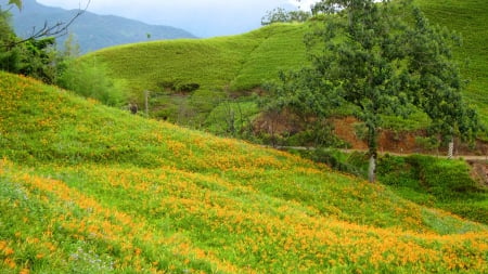 High-mountain daylilies