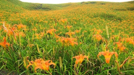 High-mountain daylilies - nature, mountain, beautiful, daylily, flowers