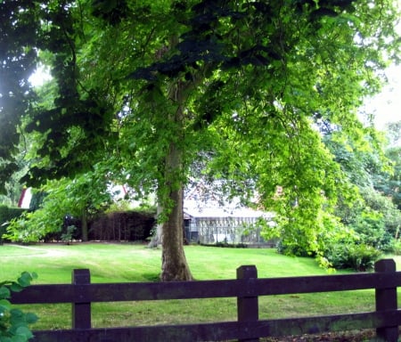 Park - abstract, green, photography, grass, tree