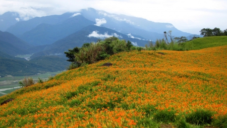 High-mountain daylilies - nature, mountain, cloudy fog, orange dailily, beautiful, daylily, flowers